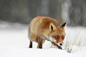 Nood: Red Fox