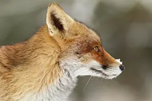Nood: Red Fox