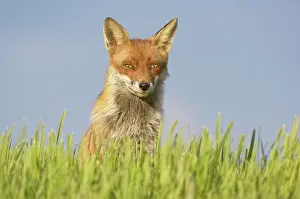 Essex: Red Fox