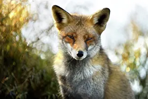 Duinen: Red Fox