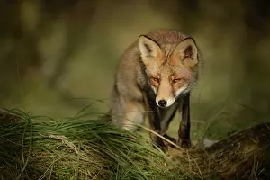 Waterleidingduinen: Red Fox