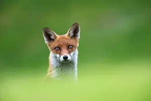 Ashdown: Red Fox
