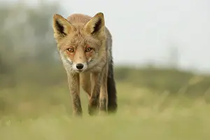 Waterleidingduinen: Red Fox
