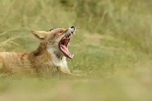 Waterleidingduinen: Red Fox