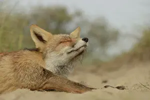 Waterleidingduinen: Red Fox