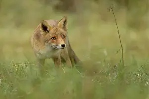 Duinen: Red Fox