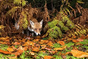 Pteridium: Red Fox
