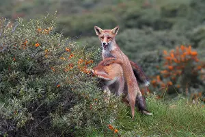 Rhamnoides: Red Fox