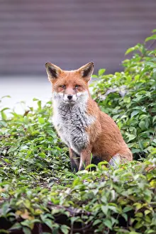 Essex: Red Fox