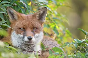 Essex: Red Fox
