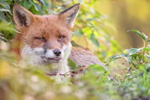 Essex: Red Fox