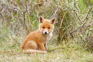 Gazing: Red Fox