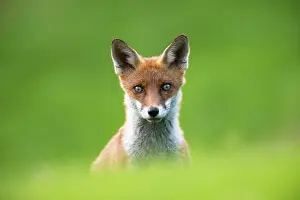 Ashdown: Red Fox