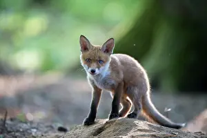 Ashdown: Red Fox