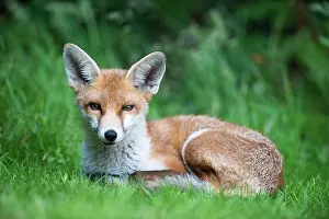 Ashdown: Red Fox