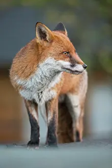 Essex: Red Fox