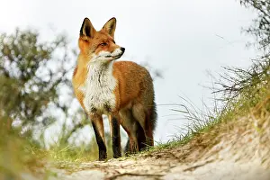 Duinen: Red Fox