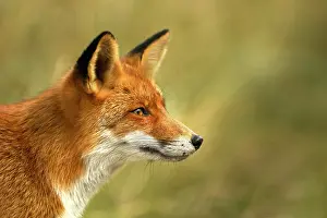 Waterleidingduinen: Red Fox