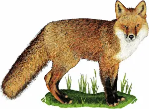 Bearer: Red fox