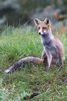Scratching: Red Fox