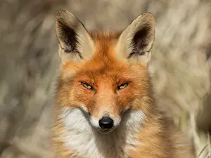 Waterleidingduinen: Red Fox