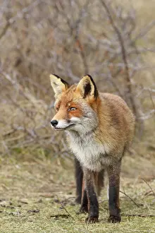 Abundant: Red Fox