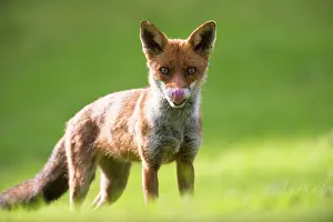 Ashdown: Red Fox