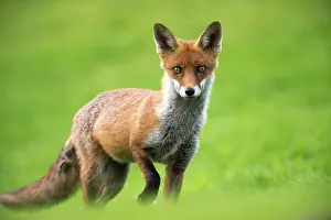 Poise: Red Fox