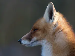 Waterleidingduinen: Red Fox