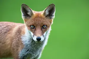 Ashdown: Red Fox