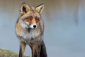 Waterleidingduinen: Red Fox