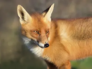 Waterleidingduinen: Red Fox