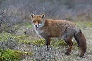 Waterleidingduinen: Red Fox