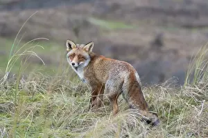 Waterleidingduinen: Red Fox