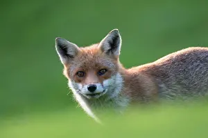 Ashdown: Red Fox