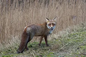 Waterleidingduinen: Red Fox