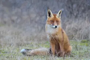 Waterleidingduinen: Red Fox