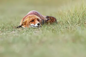 Submission: Red Fox
