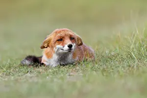 Submission: Red Fox