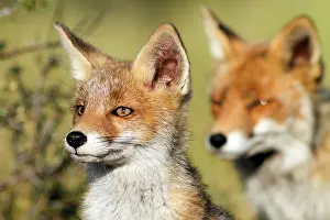 Vixen: Red Fox