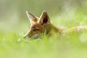 Gazing: Red Fox