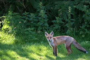Ashdown: Red Fox