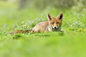 Killing: Red Fox