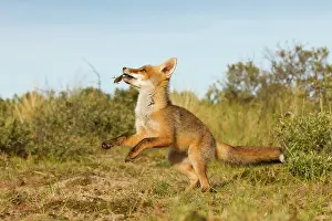 Practicing: Red Fox