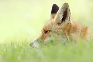 Gazing: Red Fox