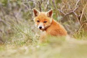 Gazing: Red Fox