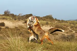 Dominance: Red Fox