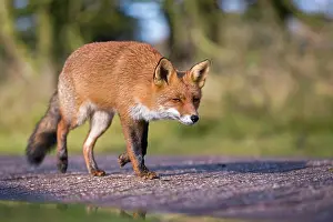 Waterleidingduinen: Red Fox