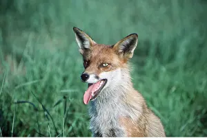 Temperature: RED FOX