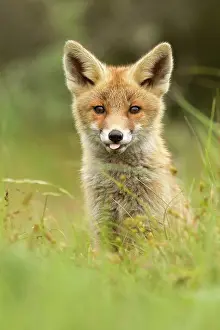 Gazing: Red Fox